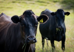 Black-cows