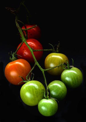P_Craze_ Cherry Tomatoes