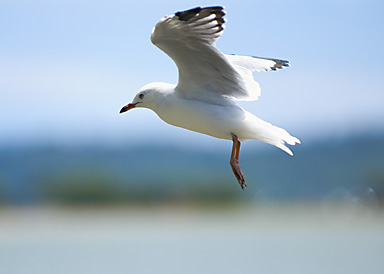 John Ling; Seagull by the Mangere Bridge