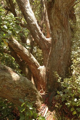 Darius Mccallum; Old But Strong; Old Pohutukawa tree near Musick Point