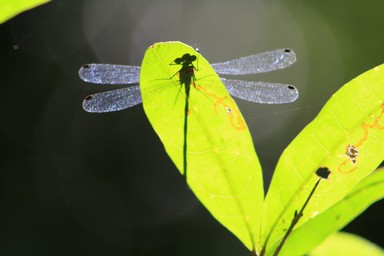 deb moncur;drayonfly under a leaf