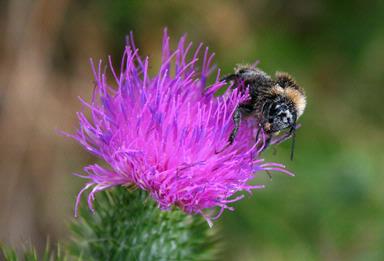 Lisette Lewis; Thistle and Bee; This was taken in Drury, South Auckland.  Thistles are a common sight in the fields around here and I love them.  So did this bee.  I spent around 10 minutes watching her browse over the thistle, completely laden with pollen.