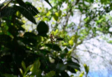 Jennifer Olberts;Bug caught in a spiders web; A bug that was caught in a spiders web in my garden, Glen Eden