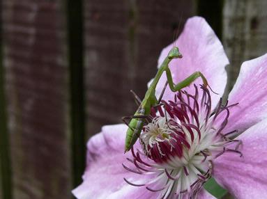 Jennifer Olberts;Praying Mantis; A cute praying mantis that was in my garden, Glen Eden