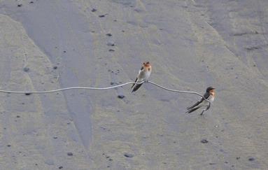 Two swallows sitting on some wire in the sand dunes at Murawai