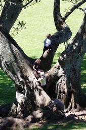 Bryan Lay Yee;This Way Up; Tree climbing in Cornwall Park