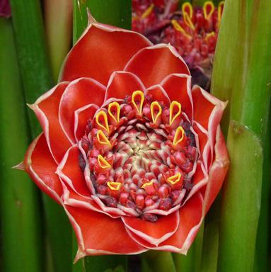 Archana;Torch Ginger Flower; Captured at Auckland Domain