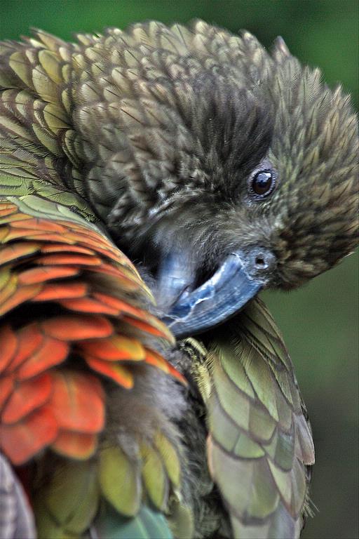 Julieth Hopkins; Kea; Taken at Auckland Zoo