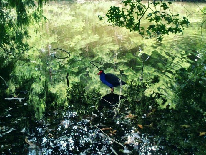 Lawrence Tan;Pukeko in Western Springs; The reflection on the water turned out to be pastel like which makes the photo looks like a painting.