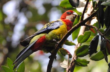 Randika Nagahawatte;Parrot;Auckland Domain