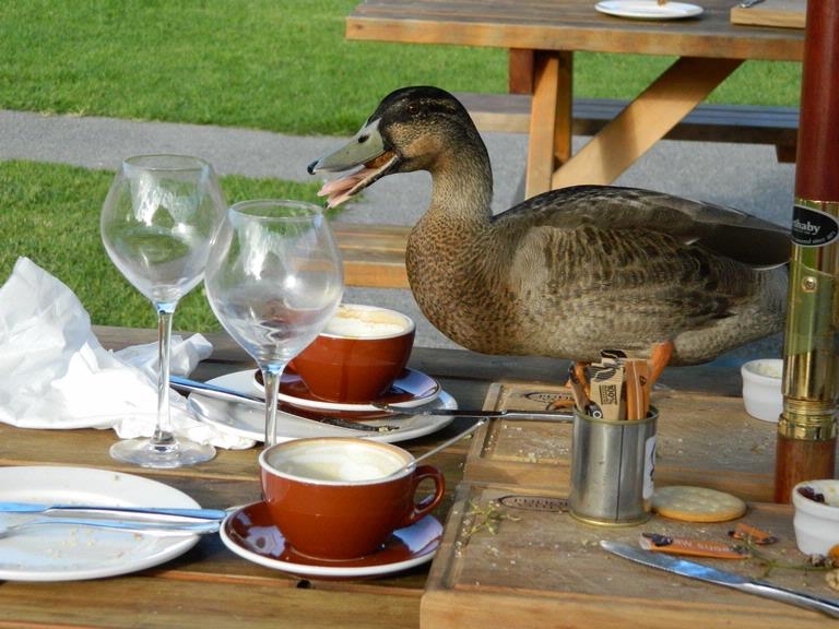 Fleur Vonlanthen; Puhoi Cheese cafe;the duck likes good cuisine