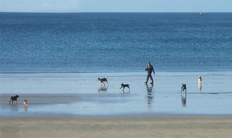 Jane Scorey; dogs and beach; Dogs playing on Oneroa Beach, Waiheke Island, in the late afternoon sun.