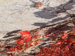 Jennifer Rakich; Creeping Shadows; Taken in Albert Park on a beautiful Autumn day