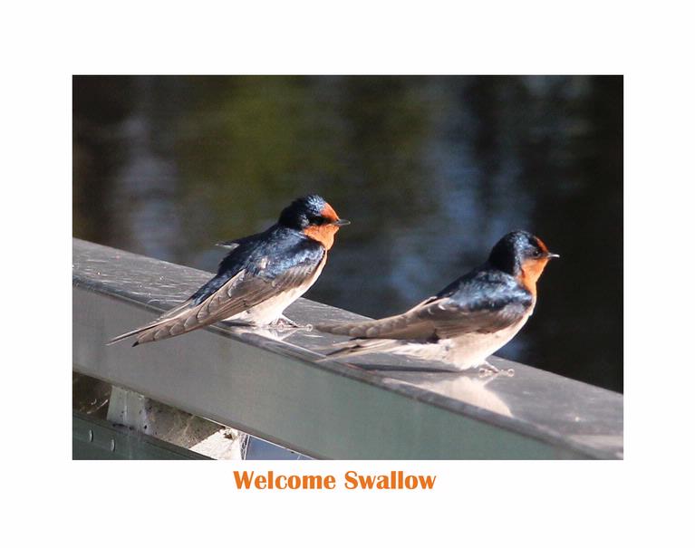 Juliet Hopkins; Welcome Swallows; Saw these by the river in Henderson