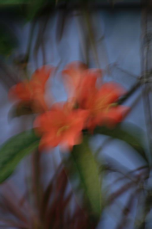 Zelda Wynn; Rhododendron; Lovely flower of rhododendron