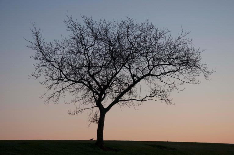Aaron James  Salazar; Respect; I like the way the bird is bowed before the magnificent leafless tree. It shows how nature teaches us that respect equates to harmonious living. Taken on an early winter morning at Macleans Park, Eastern Beach.