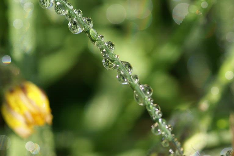 Ben Brownless; Early Morning Dew Auckland