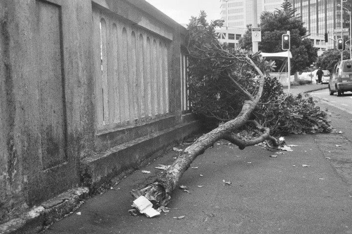 Courtney Rodgers; tree on pavement; taken on black and white film