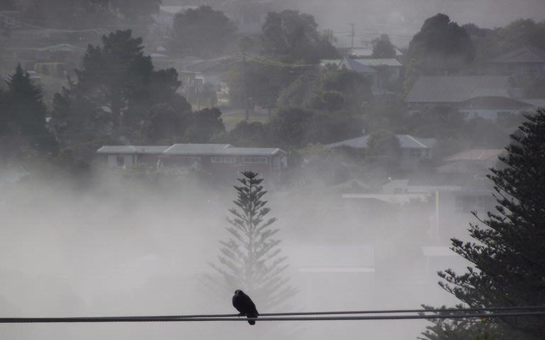 Young Chul Park; Bird in a Foggy Morning; Browns Bay