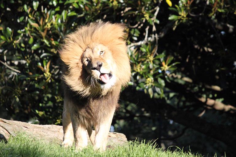 praveenkumar magudapathy; Auckland zoo; i love this picture because it shows the funny side of the king.