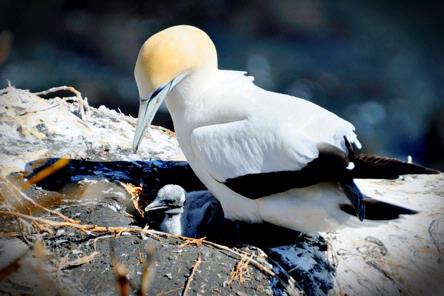 Caro Brooking; Gannet mum and her chick; Life on the wild west coast