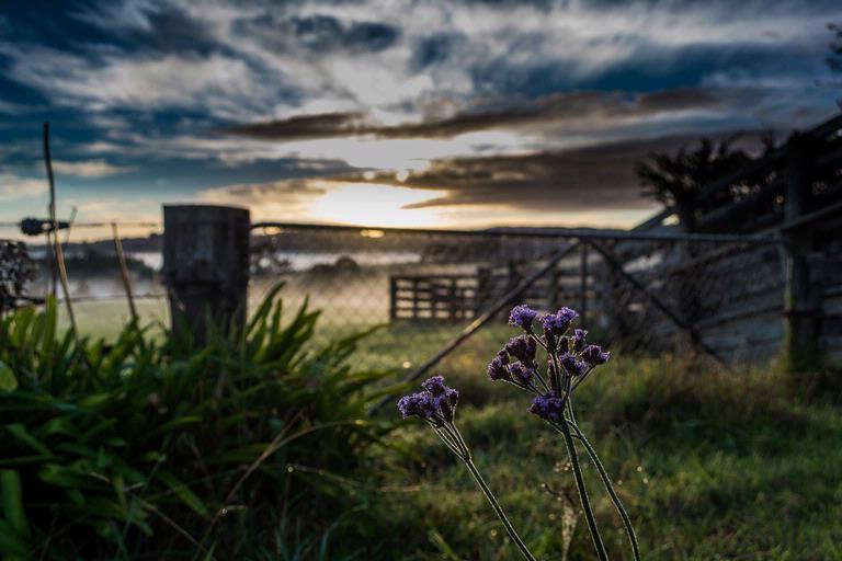 Antony Eley; Field of Depth; Wildflowers on a farm in rural Auckland