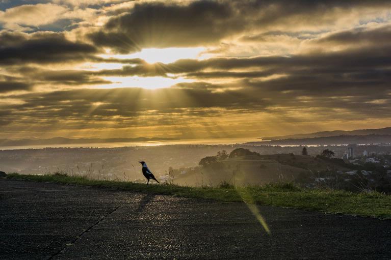 Antony Eley; Mt Eden Magpie ;A magpie admiring the sunrise from the top of Mt Eden