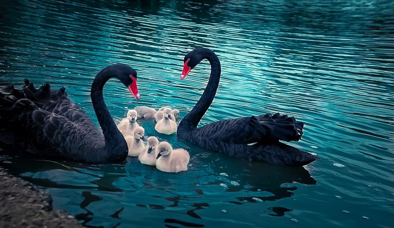 Dileep Alex;Love bliss;A pic from Western Springs.Had to feed the swans for a while to make them come to the positions I wanted. I had to take the shot when they were in somewhat positions as I ran out of bread. But happy with the outcome......
