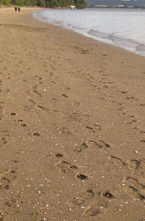 Gloria Shute; Footprints in the Sand at Pt Chev Beach