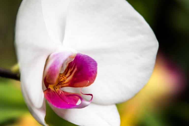 Nardia Buist;Wintergarden Orchid