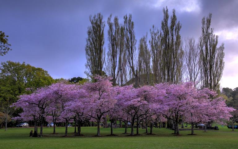 Mohit Budhwar; Cherry Blossom; taken at Cornwall Park   my favourite place in Auckland