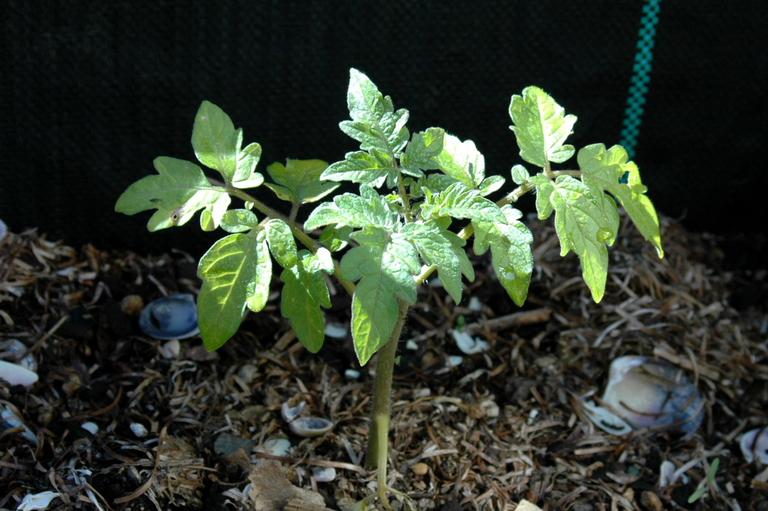 Stuart Weekes; Spring in the garden; New baby tomato plant