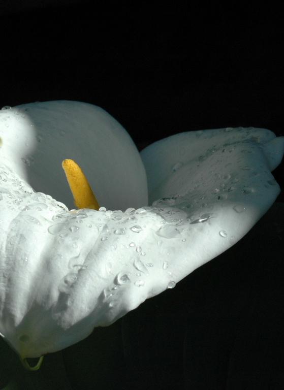 Raindrops on a lily