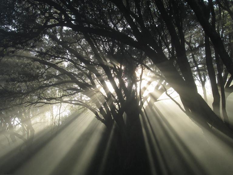 Ed Adam;First rays;Auckland morning fog