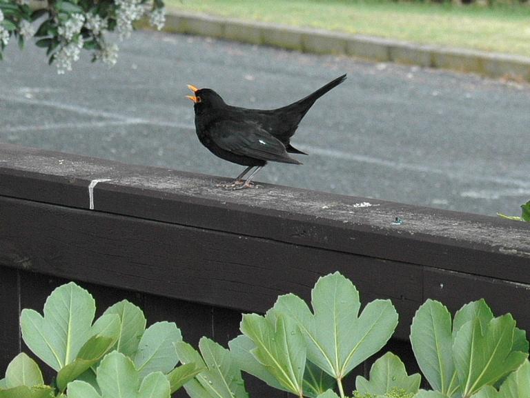 a blackbird declaring his territory