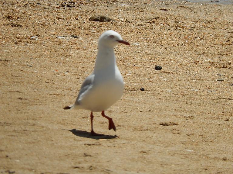 JD; Seagull; Takapuna Beach