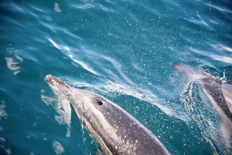 Julia D; Dolphins in the Hauraki Gulf; 2014