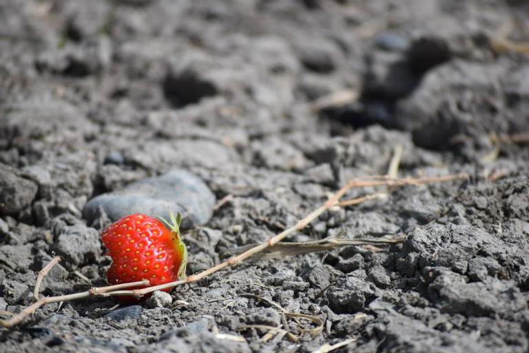 Deepti Bhargava;The fallen;The lone strawberry that fell on the parched ground from a lot picked on a hot summer afternoon, at a farm in Kumeu.