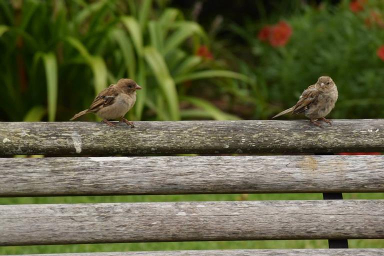 Deepti Bhargava;Love birds;Sparrows caught in a lovers' tiff on a bench in Albert Park, Auckland city.