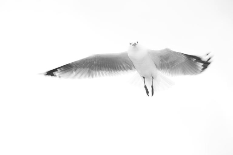 Kim May; Black and White In Flight; He was after my fish'n'chips!