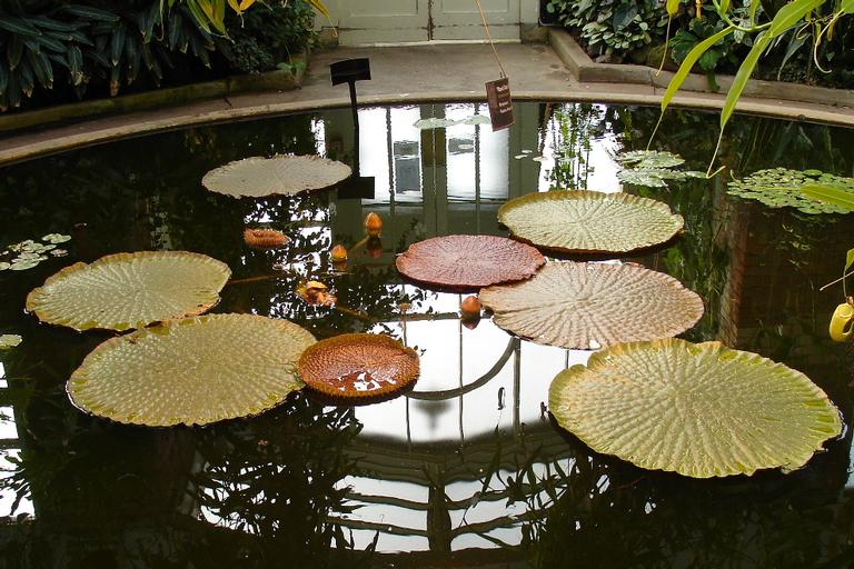Stuart Weekes; Reflections in the lily pond; In the tropical plant house, Auckland Domain