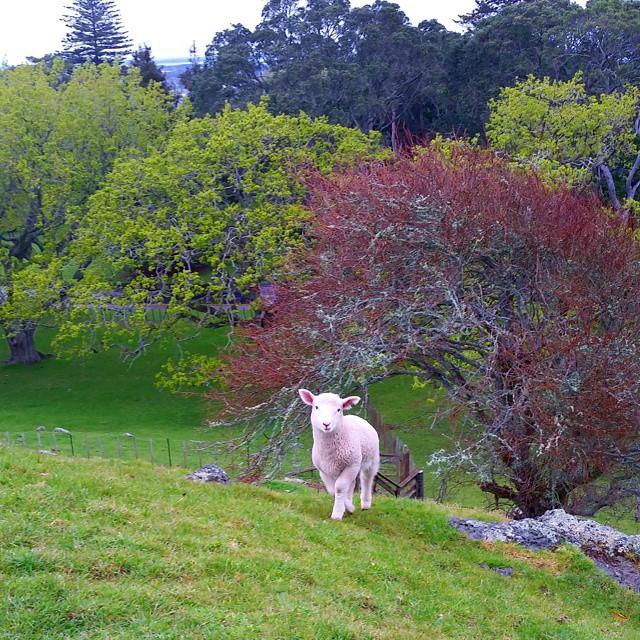 Thekra;cute sheep;one tree hill