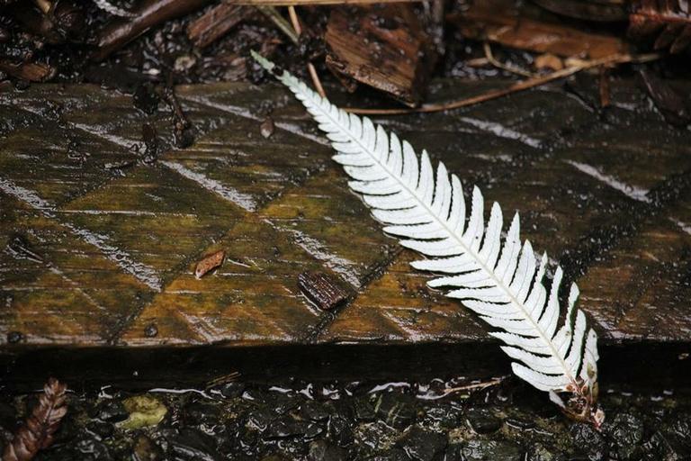 Silver Fern resting Auckland Zoo
