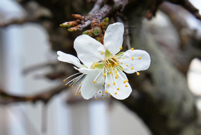 Stuart Weekes;Spring is here !;First blossom on our plum tree