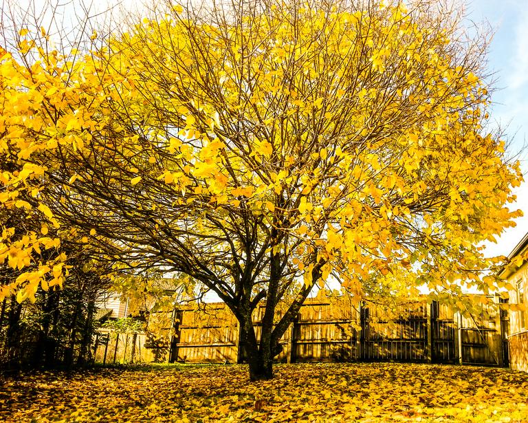 Frenie Perlas;Autumn Tree;My workplace in Ranui