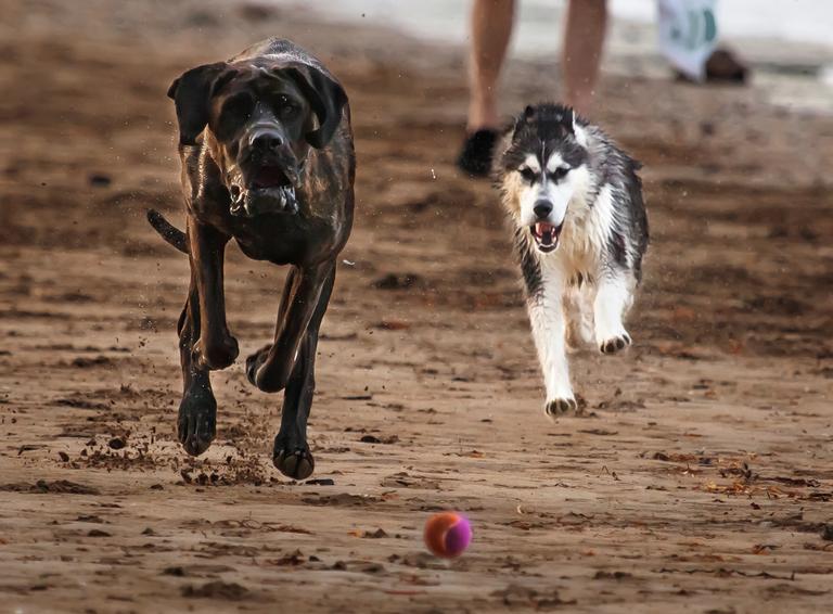 Jiongxin Peng;Competition;Two Dogs Tracing in Takapuna Beach, North Shore