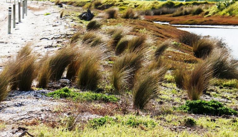 Stuart Weekes;Tussock grass;Waiheke's precious wetland at Whakanewha