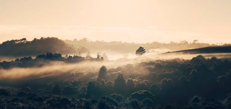 Paul Su;Morning Fog;Took this photo on Chateau Rise Flat Bush on a foggy morning.