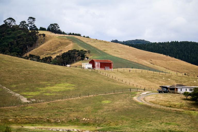 Justine Morris Wilton; Farm Life; On the road to Waitawa Regional Park.