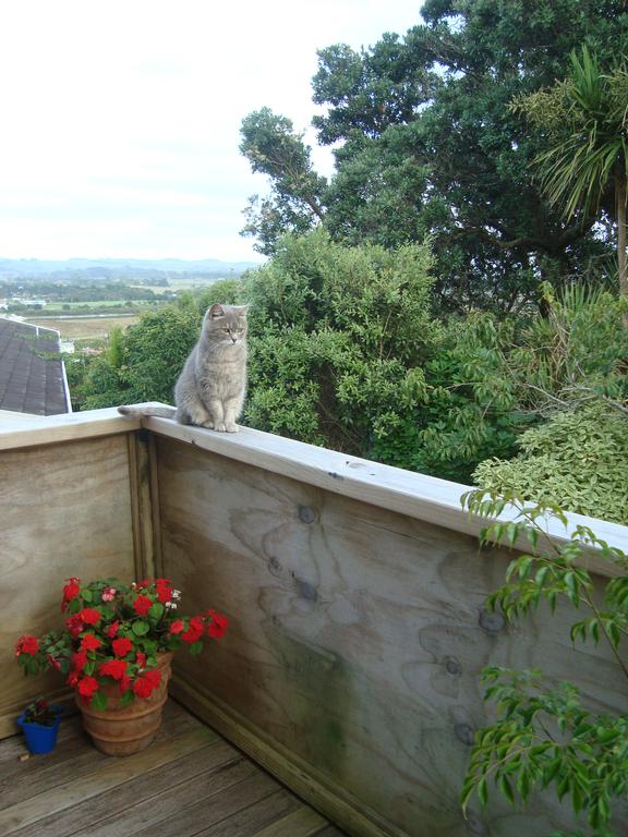 Katrena DOREEN; PUSS PUSS in her new home; getting used to Helensville